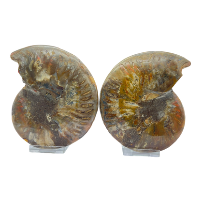 Ammonite (Cleoniceras) Sliced