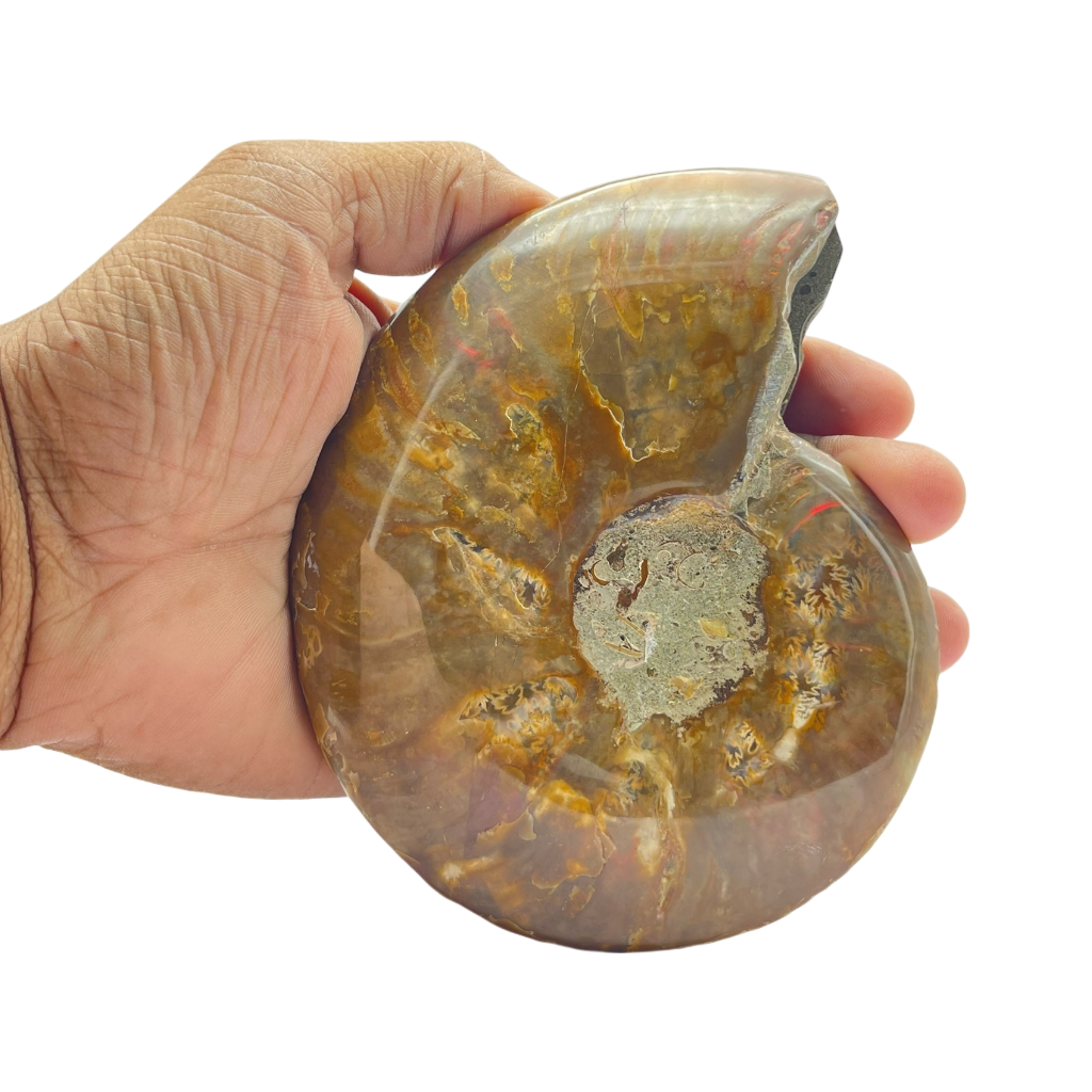 Ammonite (Cleoniceras) Sliced