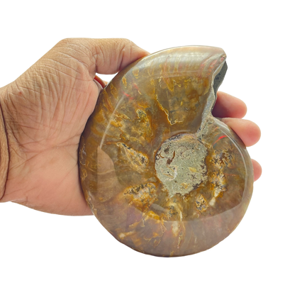 Ammonite (Cleoniceras) Sliced