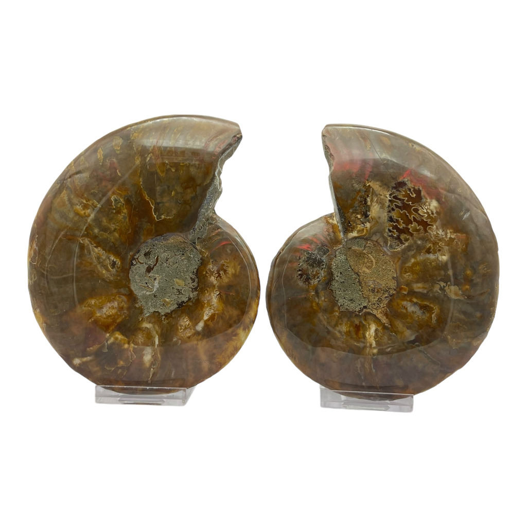 Ammonite (Cleoniceras) Sliced