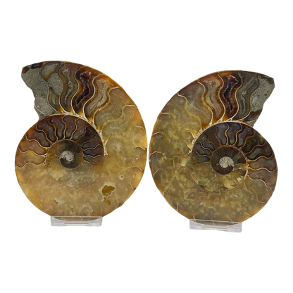 Ammonite (Cleoniceras) Sliced