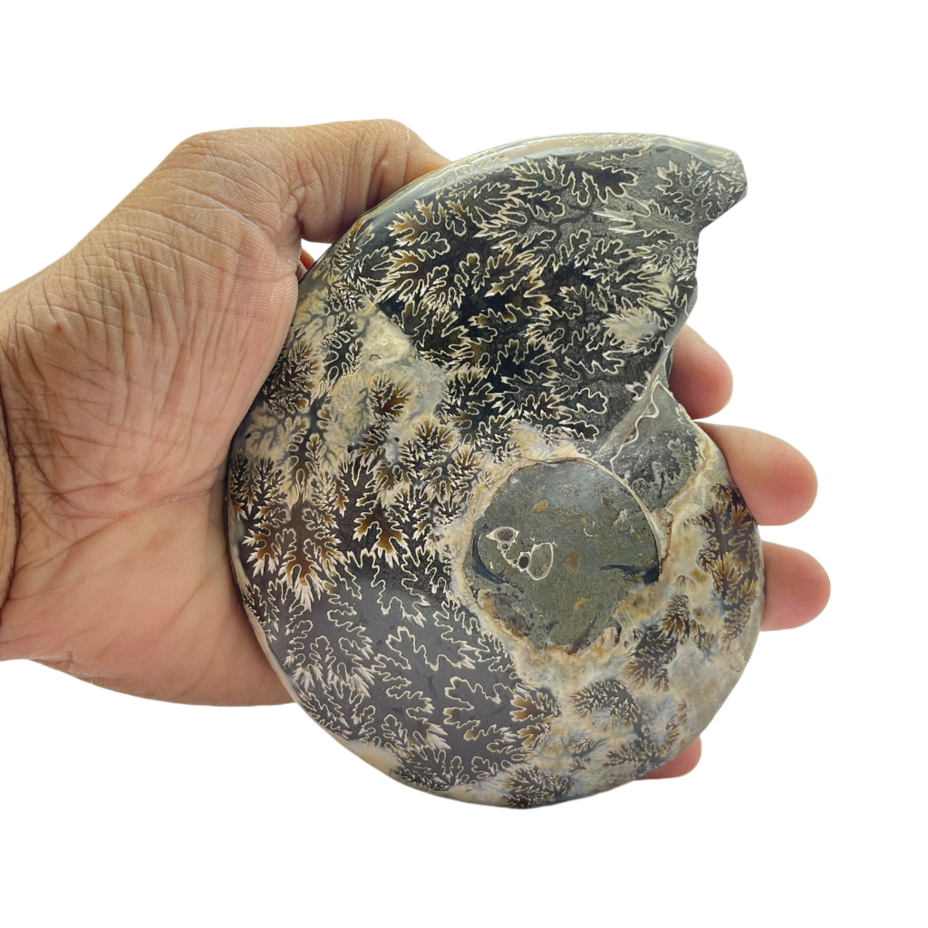 Ammonite (Cleoniceras) Sliced