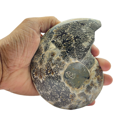 Ammonite (Cleoniceras) Sliced
