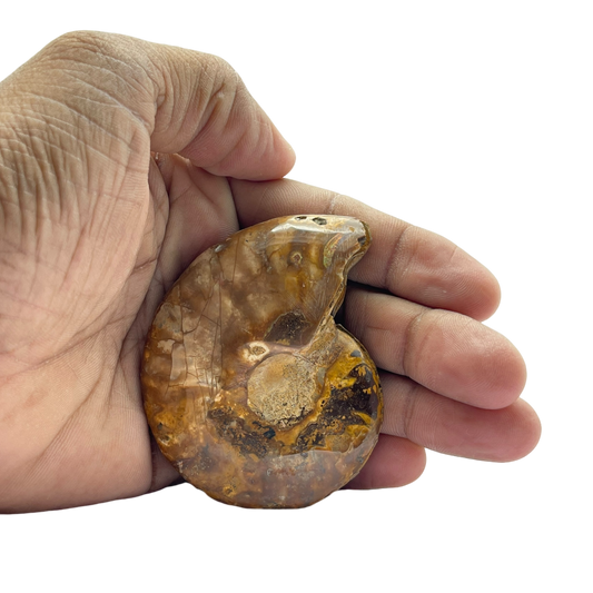 Ammonite (Cleoniceras) Sliced
