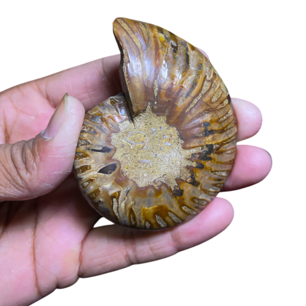 Ammonite (Cleoniceras) Sliced