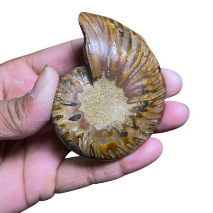 Ammonite (Cleoniceras) Sliced