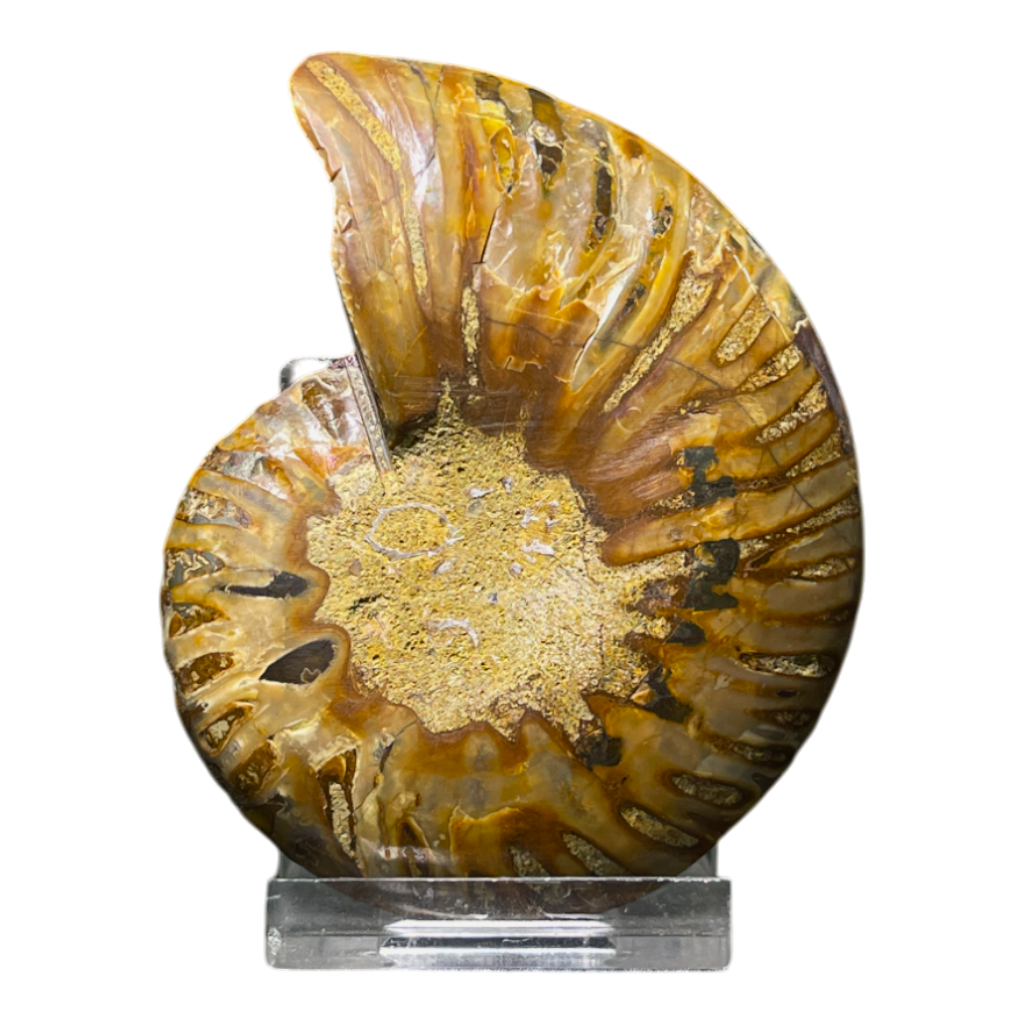 Ammonite (Cleoniceras) Sliced
