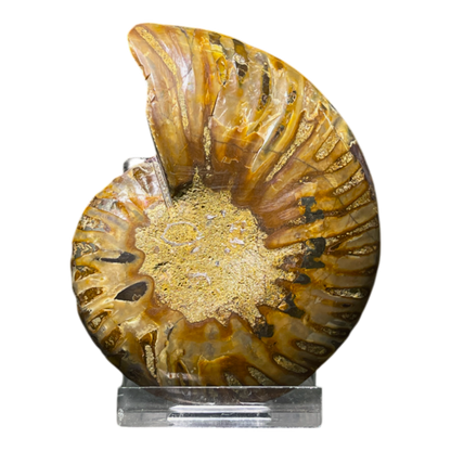 Ammonite (Cleoniceras) Sliced