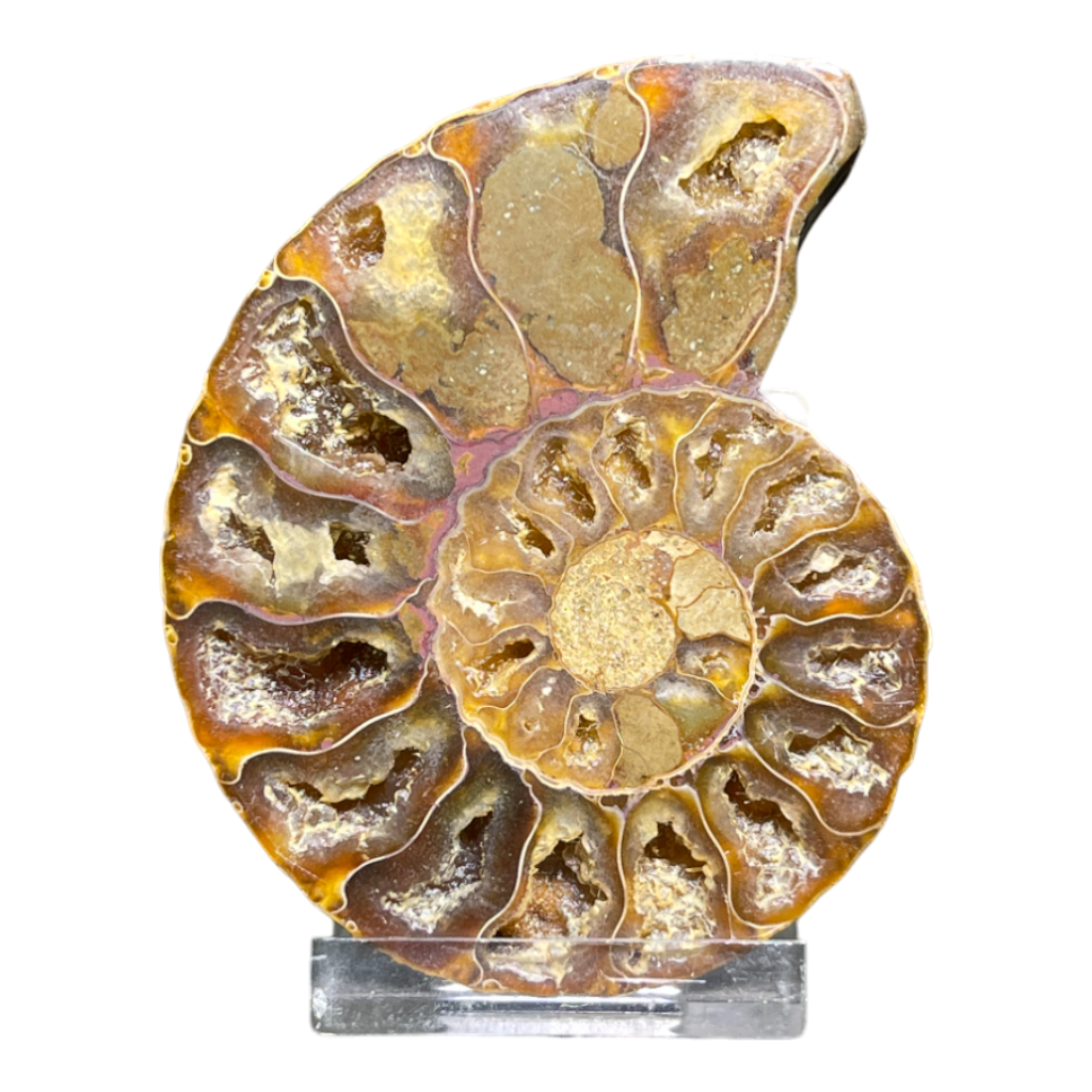 Ammonite (Cleoniceras) Sliced