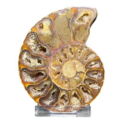 Ammonite (Cleoniceras) Sliced
