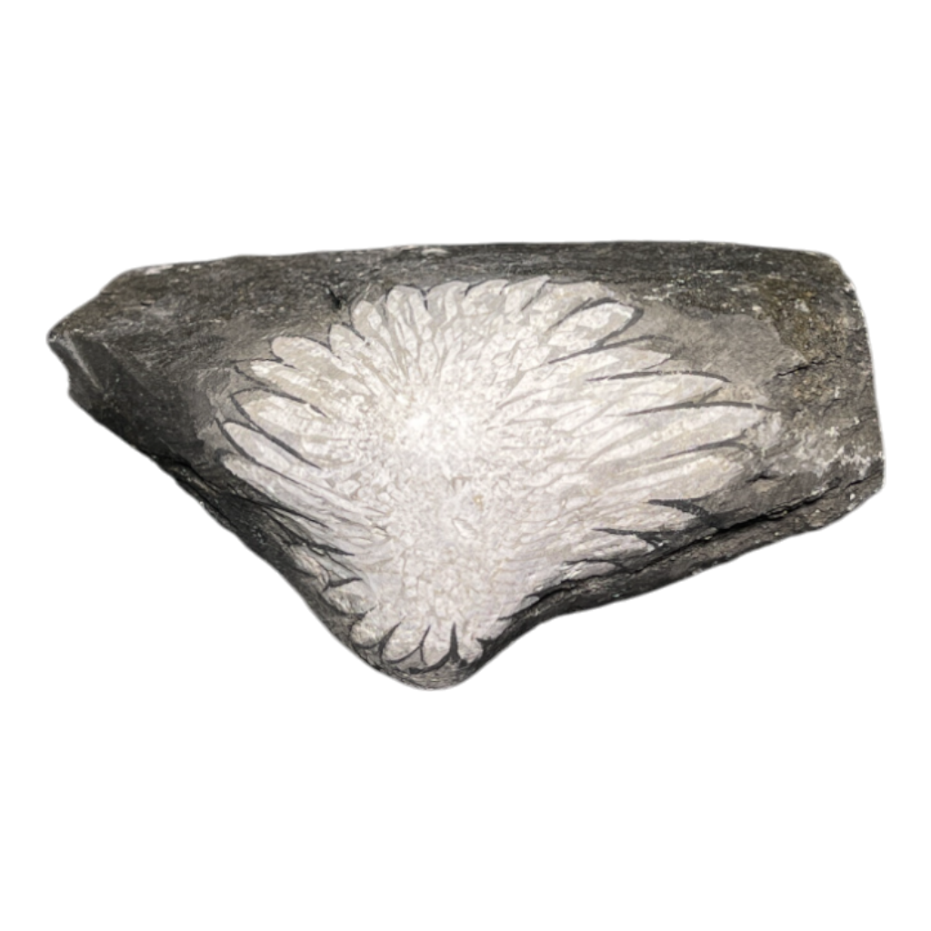 Chrysanthemum