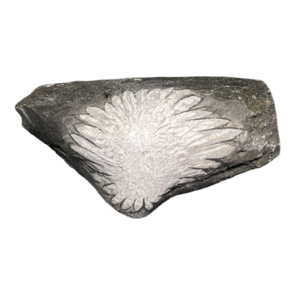 Chrysanthemum