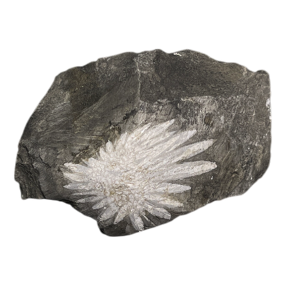 Chrysanthemum