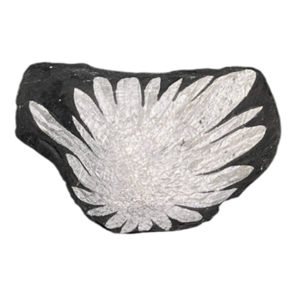 Chrysanthemum