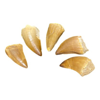 Mosasaur Tooth