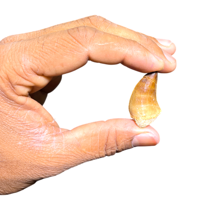 Mosasaur Tooth