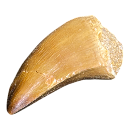 Mosasaur Tooth