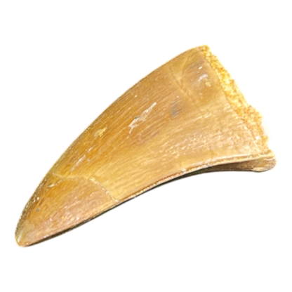 Mosasaur Tooth
