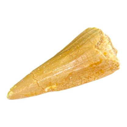 Mosasaur Tooth