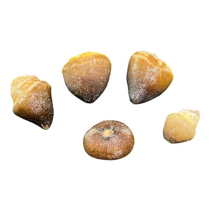 Mosasaur Tooth