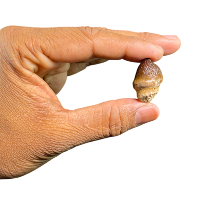 Mosasaur Tooth