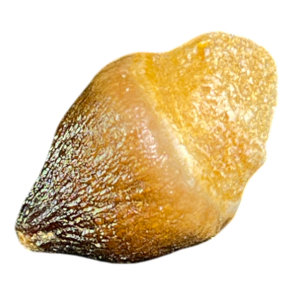 Mosasaur Tooth