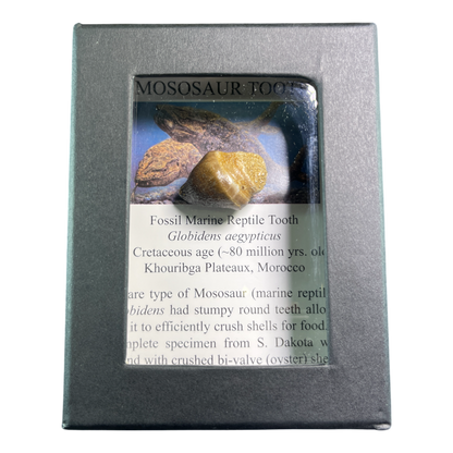 Mosasaur Tooth