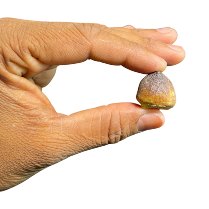 Mosasaur Tooth
