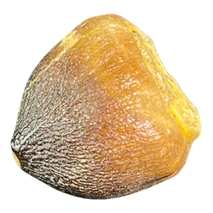 Mosasaur Tooth