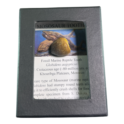 Mosasaur Tooth