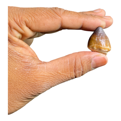 Mosasaur Tooth