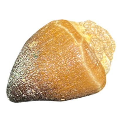 Mosasaur Tooth