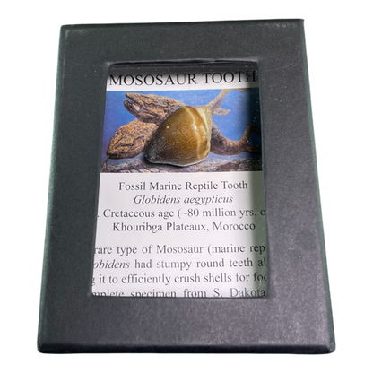 Mosasaur Tooth