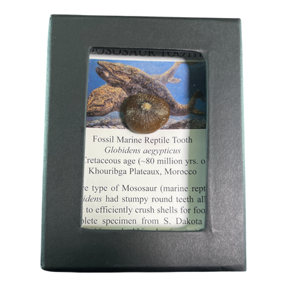 Mosasaur Tooth