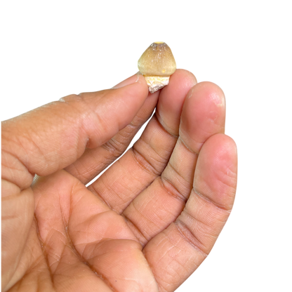 Mosasaur Tooth