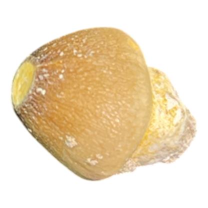 Mosasaur Tooth