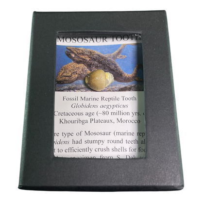 Mosasaur Tooth