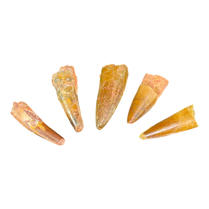 Dinosaur Tooth