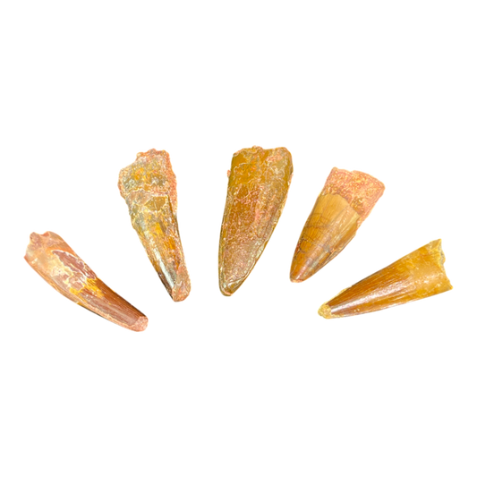 Dinosaur Tooth