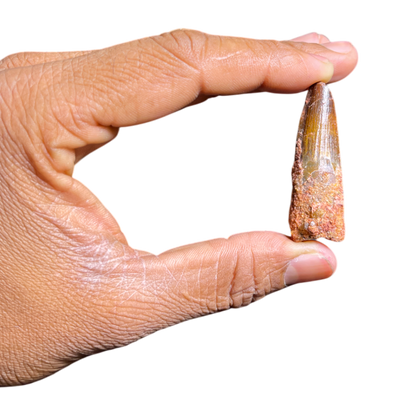 Dinosaur Tooth