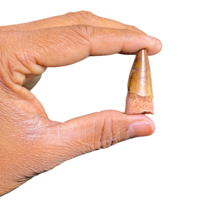 Dinosaur Tooth