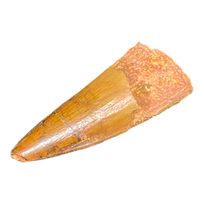 Dinosaur Tooth