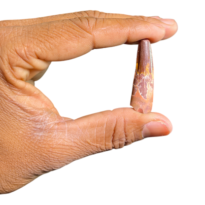 Dinosaur Tooth