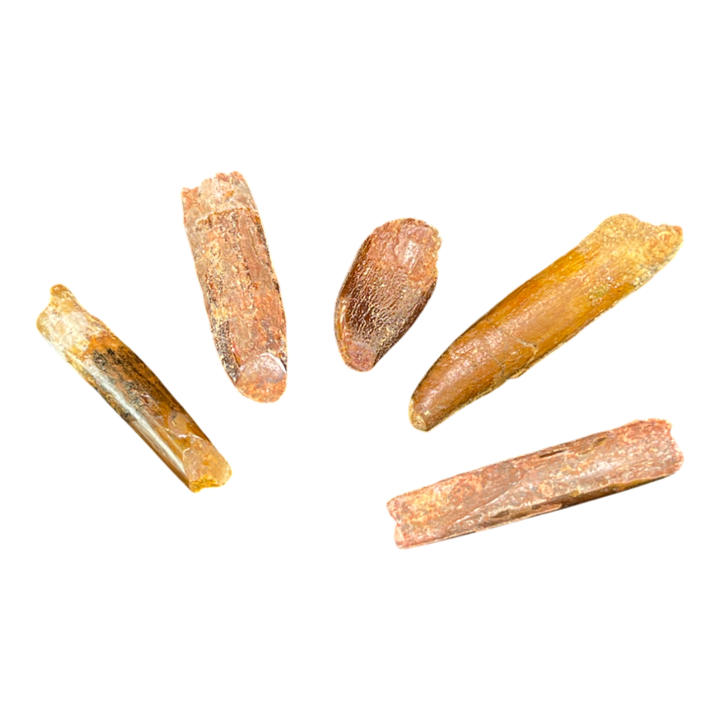 Dinosaur Tooth