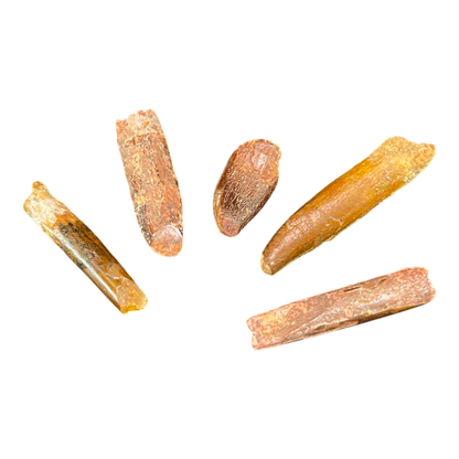 Dinosaur Tooth
