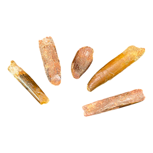 Dinosaur Tooth