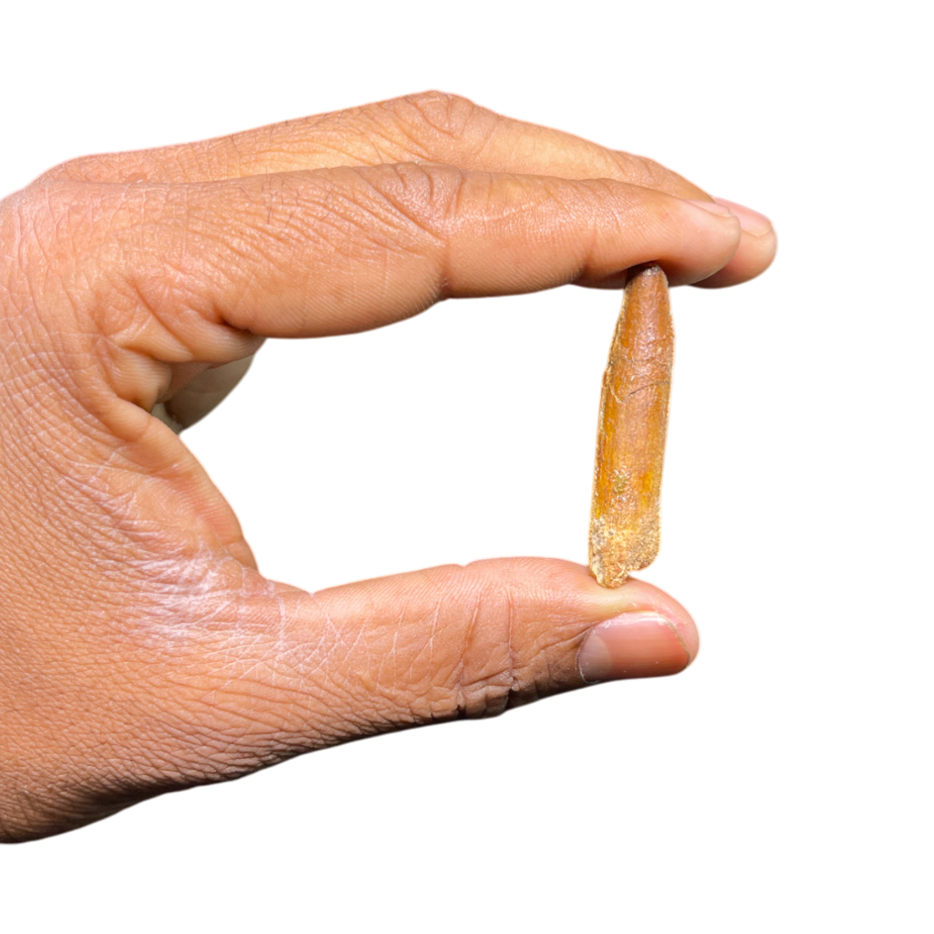 Dinosaur Tooth