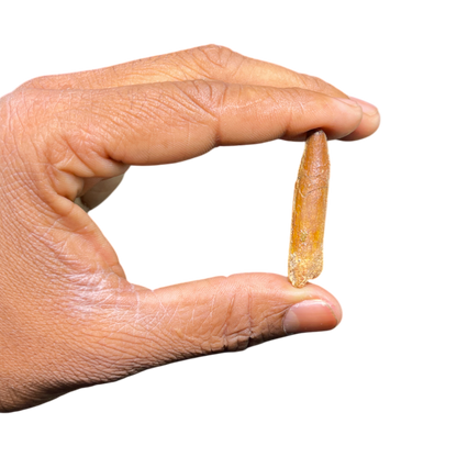 Dinosaur Tooth