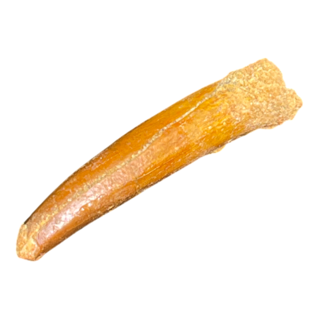Dinosaur Tooth