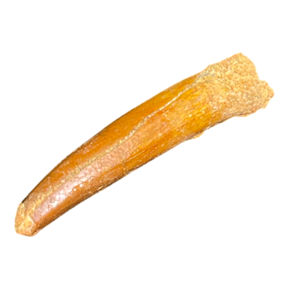 Dinosaur Tooth